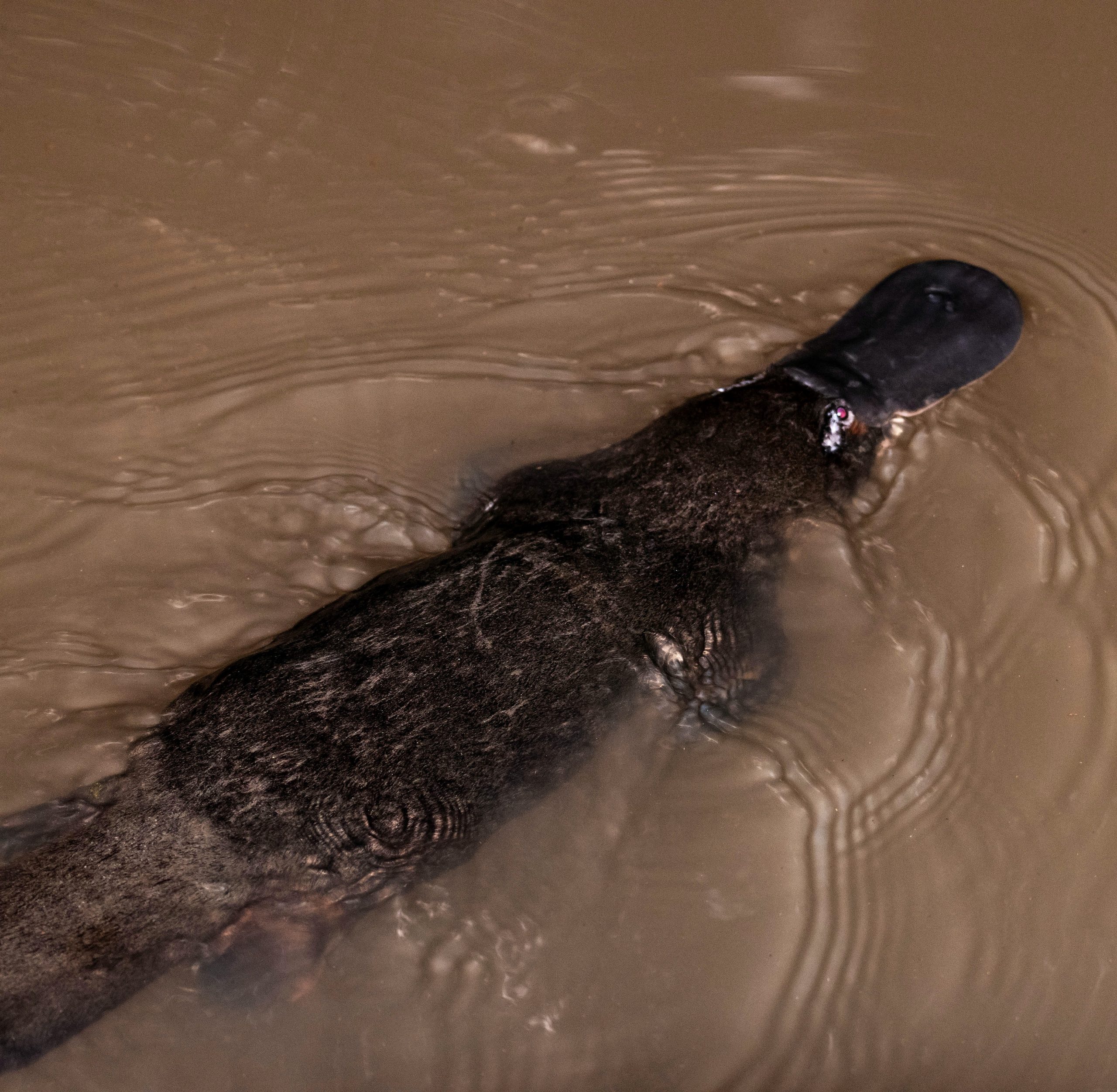 Sniffing Them Out: Dogs Helping Find Threatened Platypus