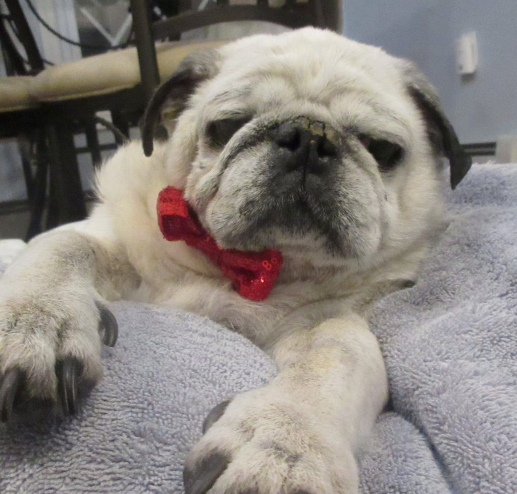 Meet "Benjamin" Pugpalooza's Pug of the Month