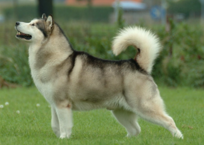 Unusual Name, Unusual Strength: Alaskan Malamute