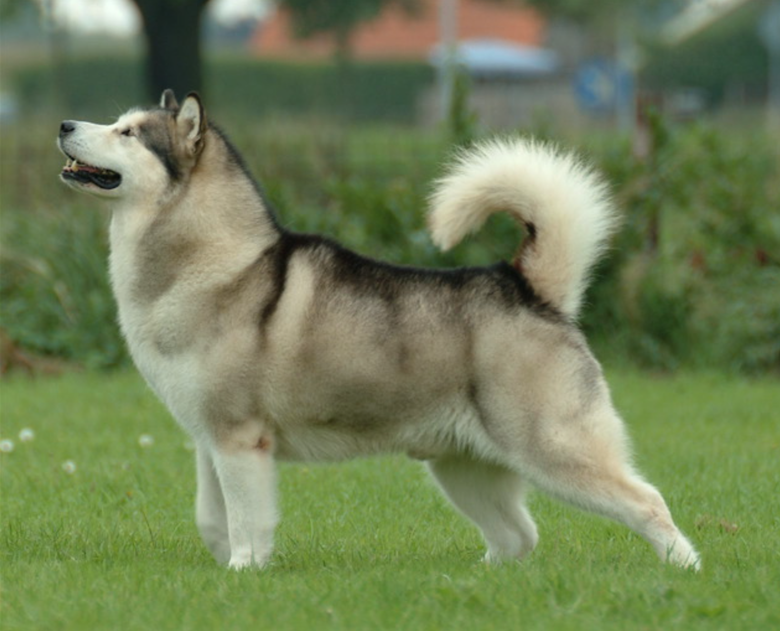 Unusual Name, Unusual Strength: Alaskan Malamute