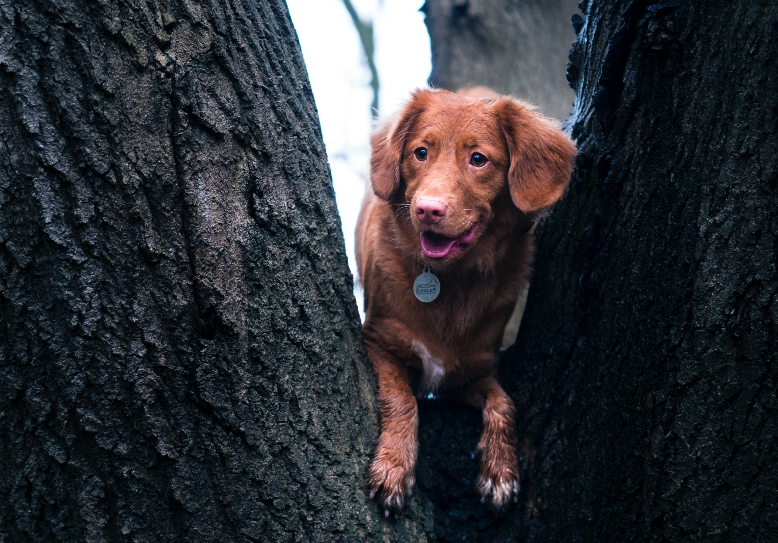 We Don’t Dig it When Our Dogs Dig