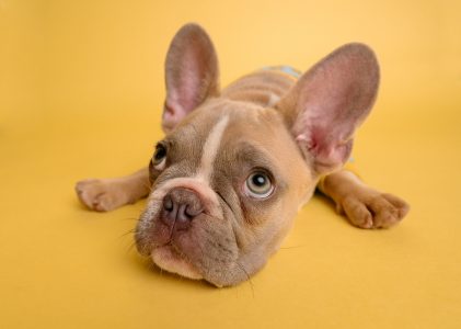 We’re All Ears: Dog Hearing is a Superpower