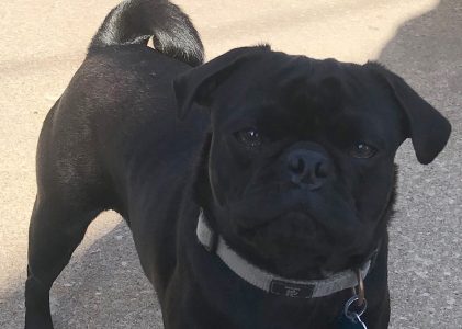 Meet AJ: Pugpalooza’s Pug of the Month