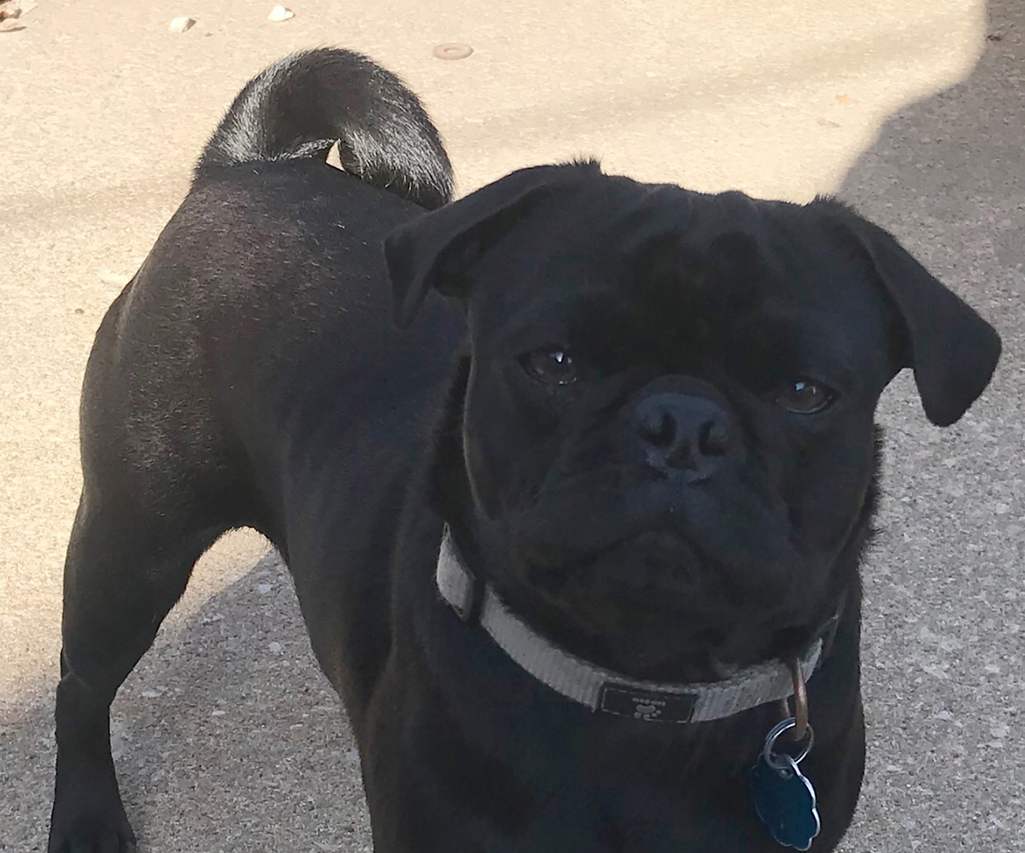 Meet AJ: Pugpalooza’s Pug of the Month