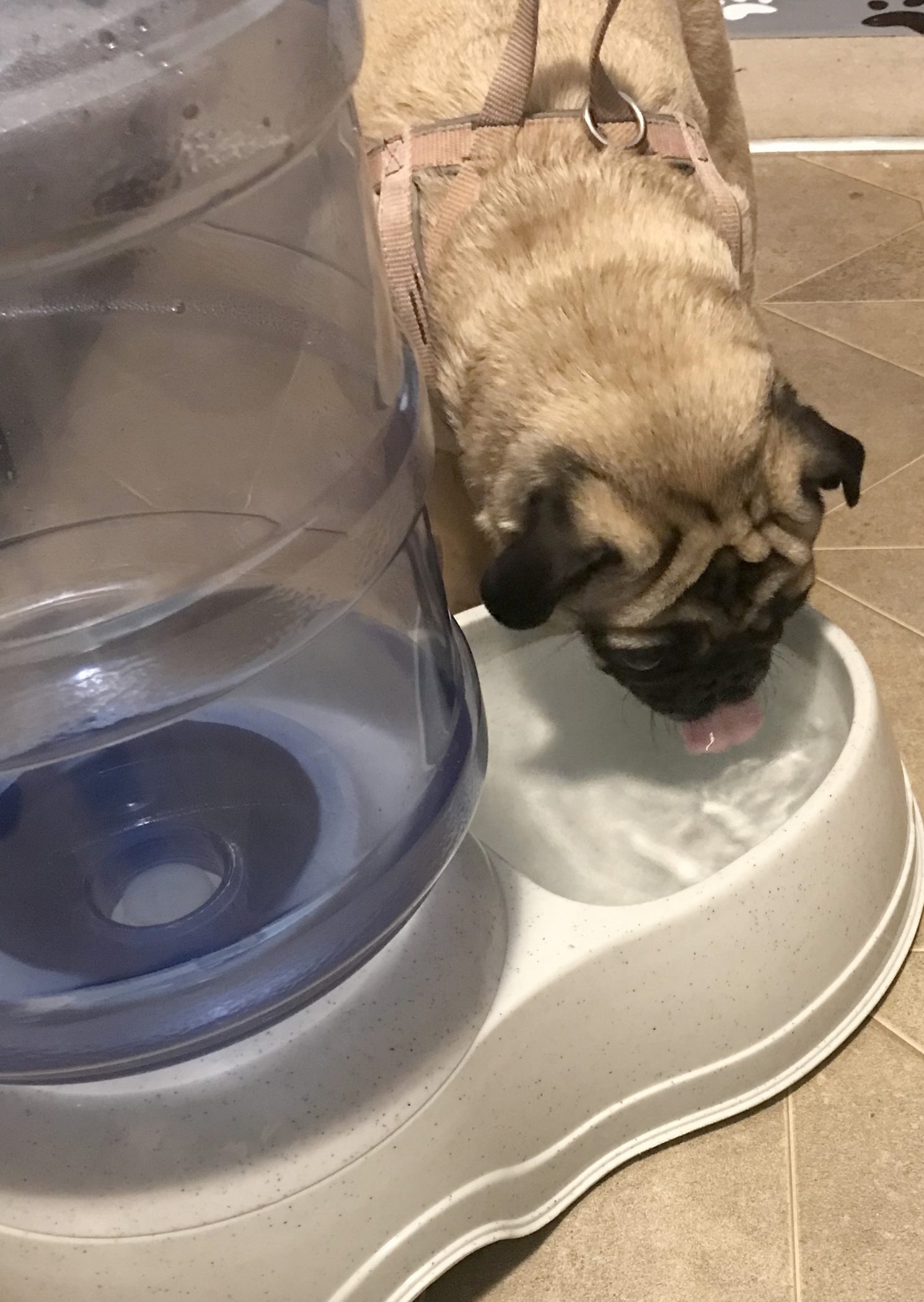 Product Review: PetSafe Healthy Pet Food Station