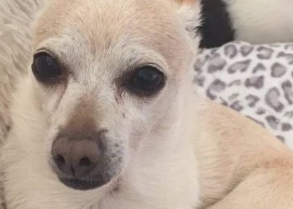 Florida Chihuahua confirmed as Oldest Dog Alive