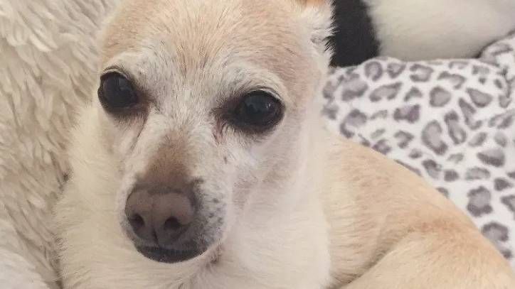 Florida Chihuahua confirmed as Oldest Dog Alive