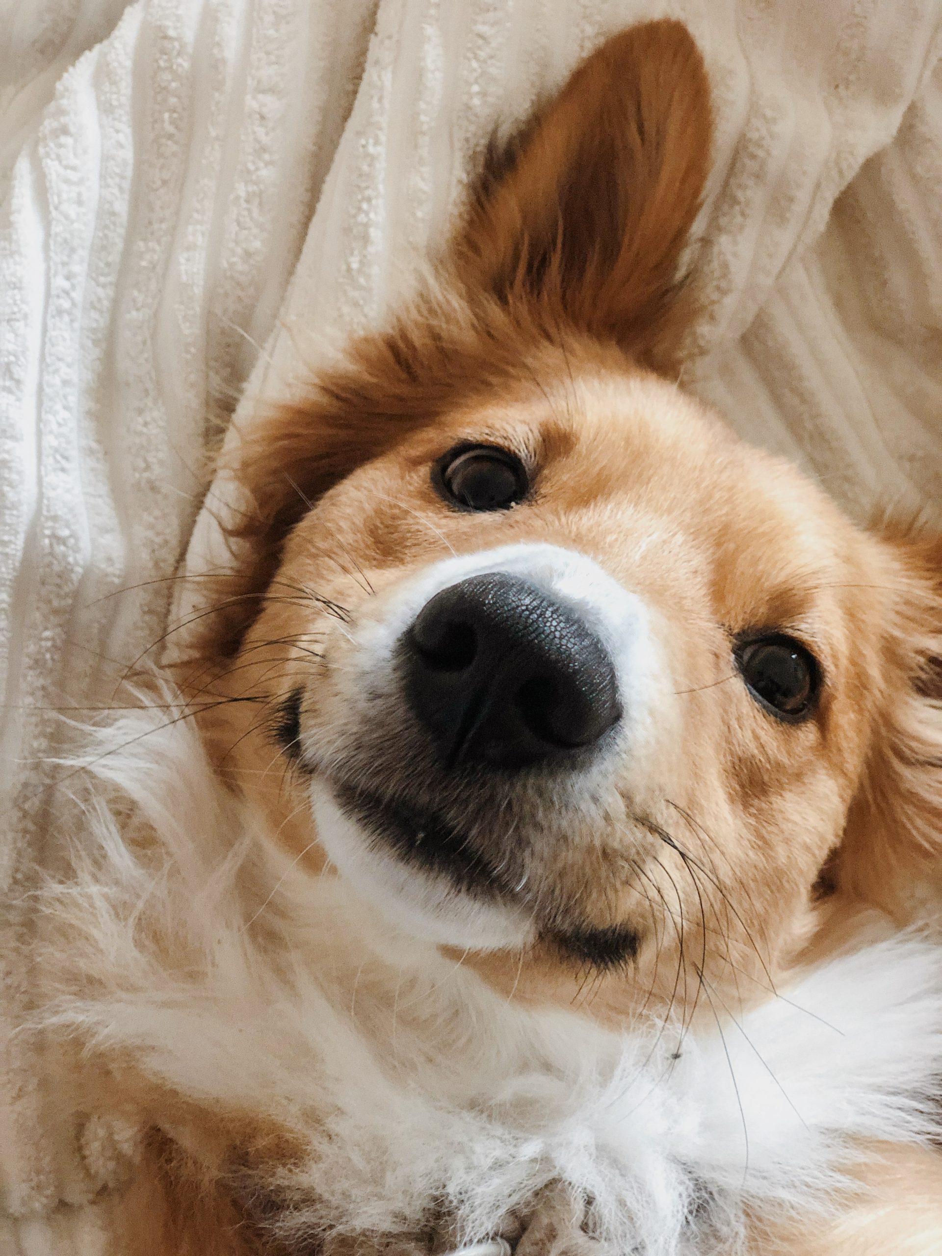 Splitting Hairs: What’s With Dog Whiskers?