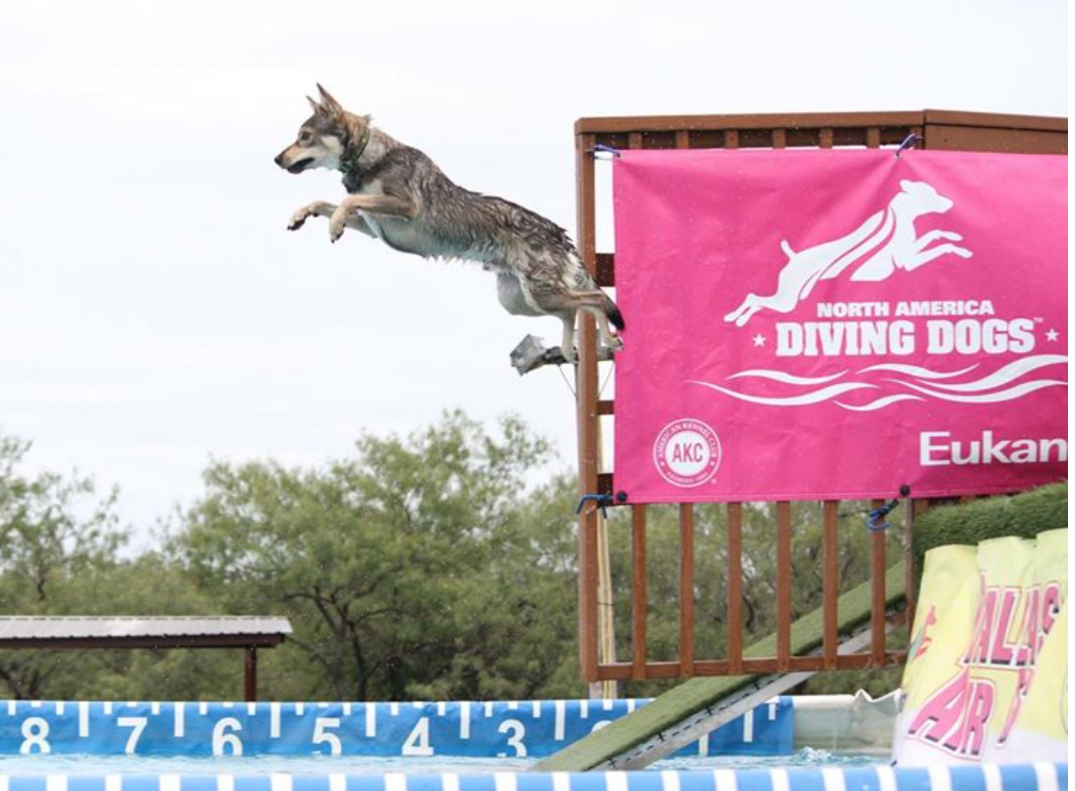 Did You See That? Dog Divers Get Airtime