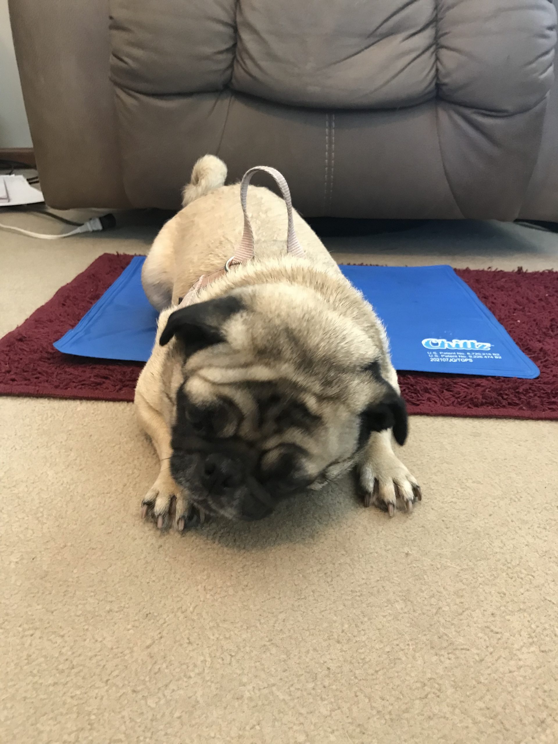 Product Review: CHILLZ Dog Cooling Mat