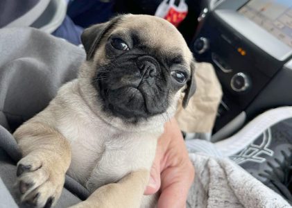 Meet Tug: Pugpalooza’s Pug of the Month