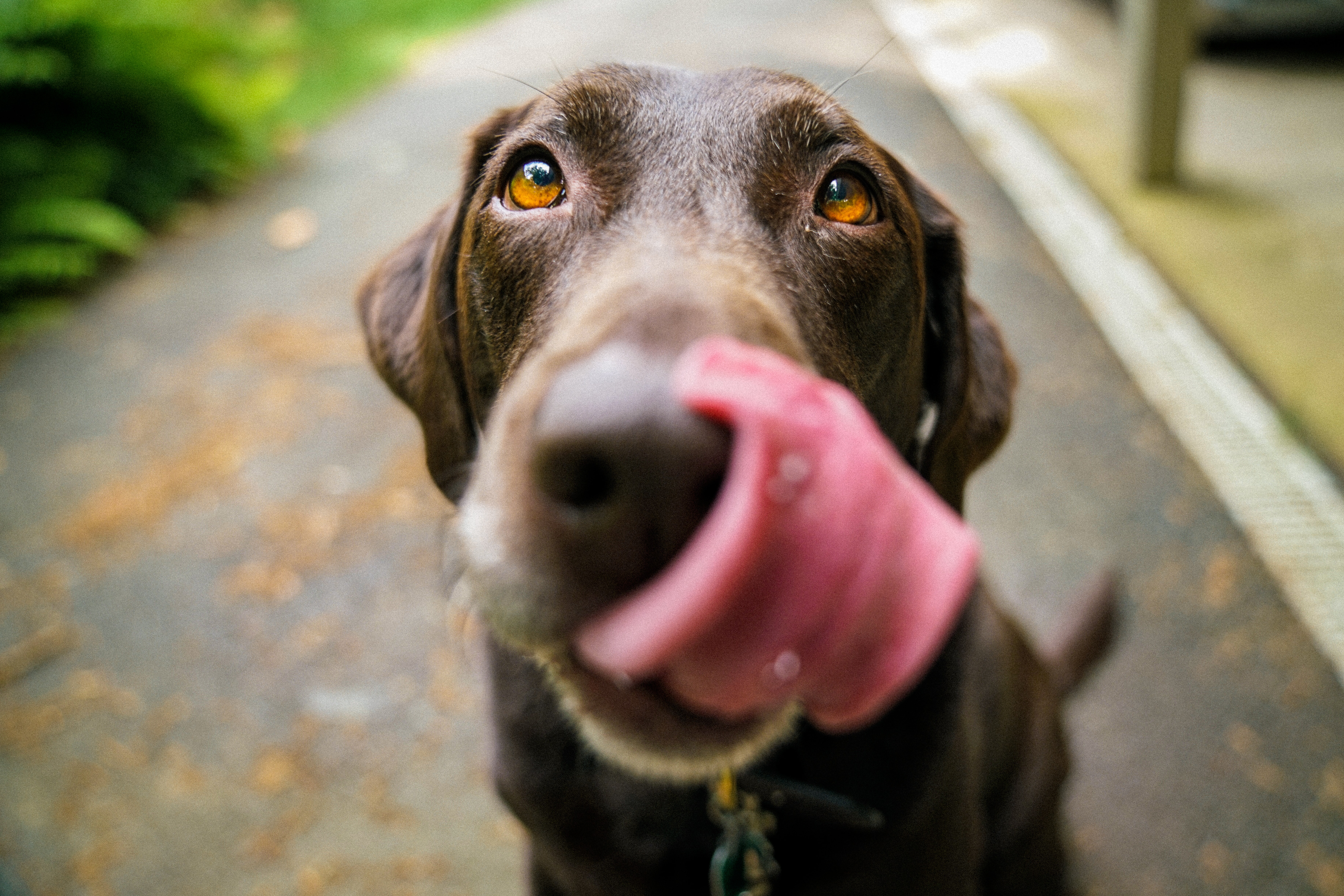 Heard It Through the Grapevine: Raisins and Grapes Toxic to Dogs