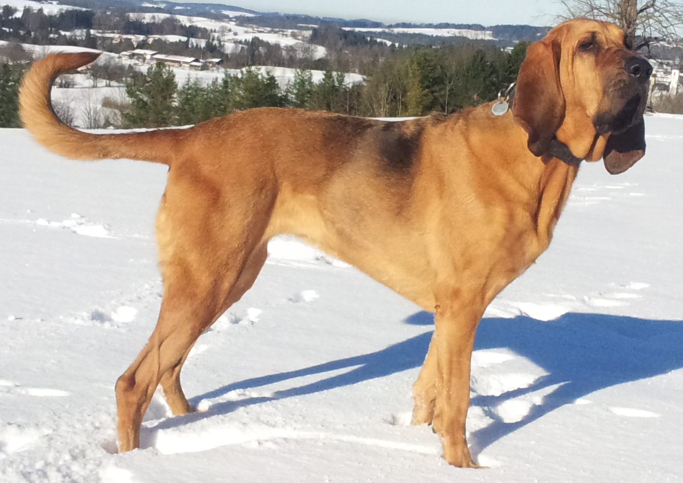 Bloodhounds: More Than A Nose