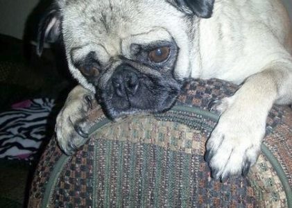 Pugpalooza’s Pug of the Month: “Emi”