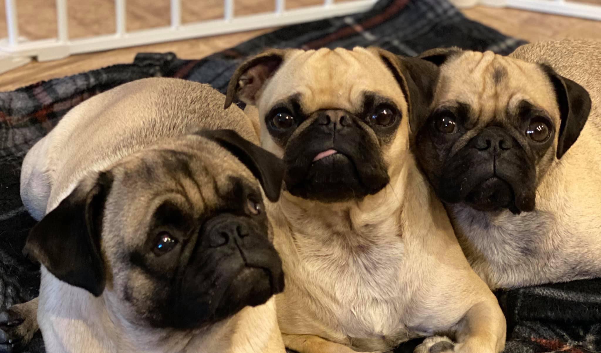 Pugpalooza’s Pugs of the Month: Molly D., Gracie and Boop