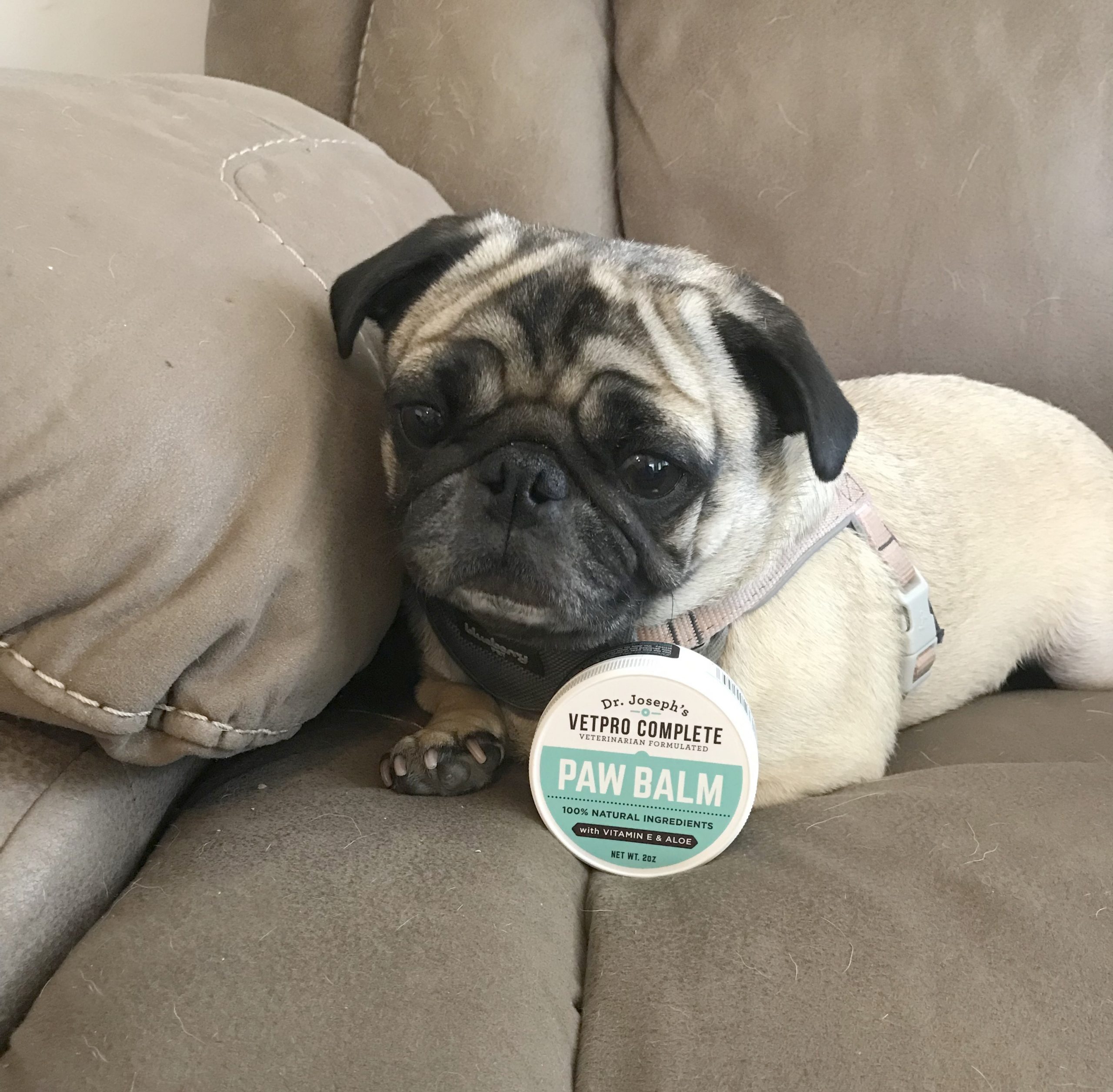 Product Review: Dr. Joseph’s VetPro Complete Paw Balm