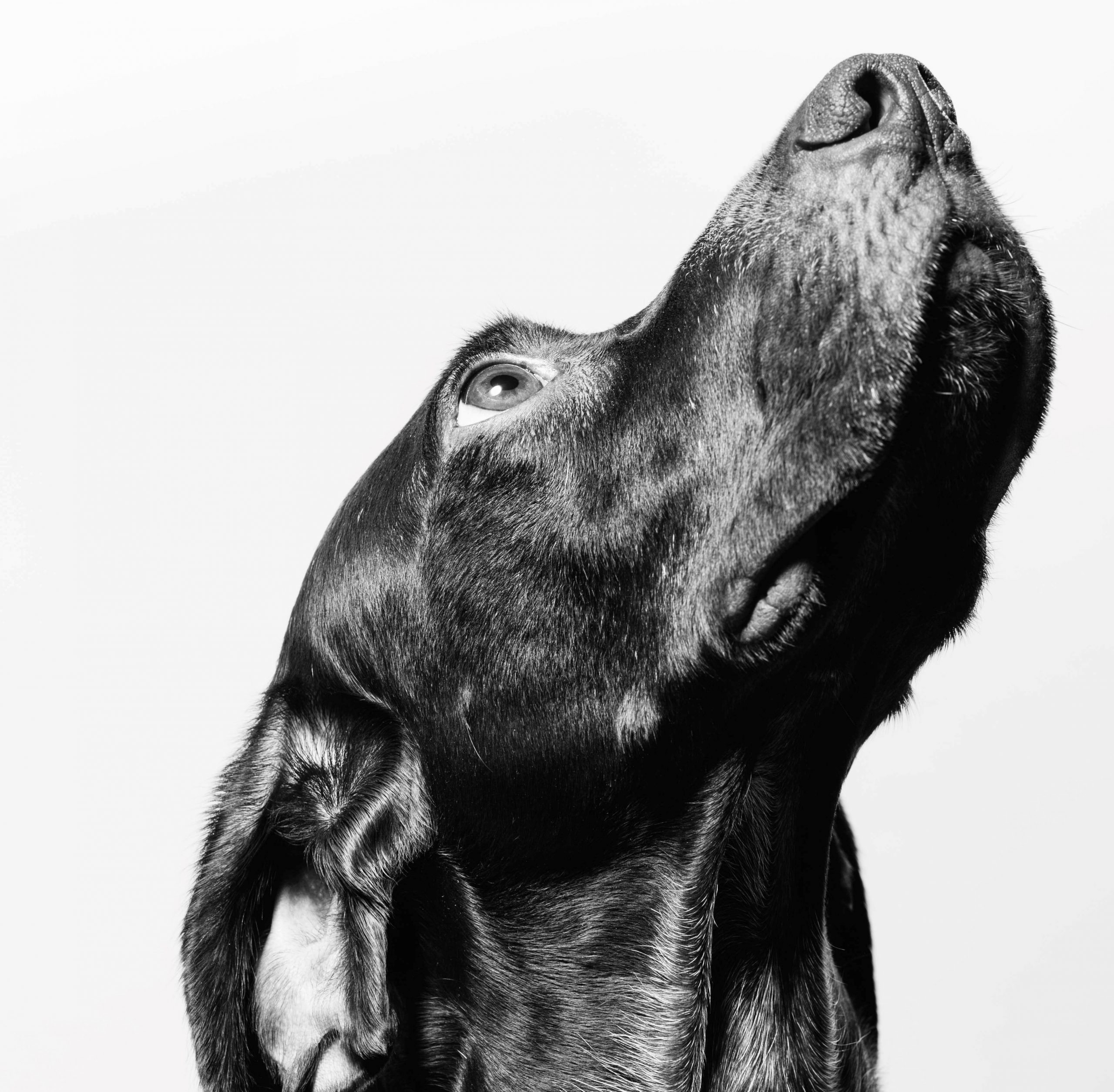 Can Dogs’ Noses Be More Amazing? New Research Says Yes