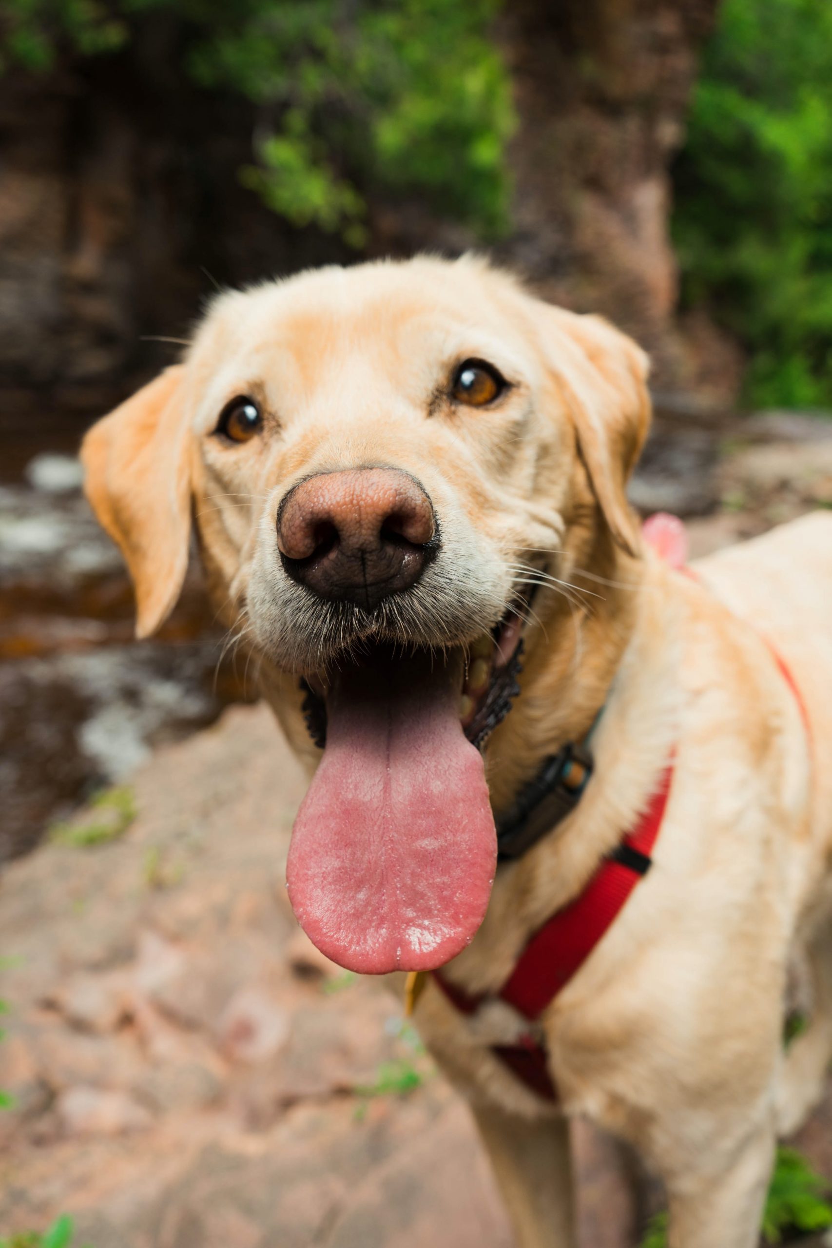 Dog Days of Summer Are Here