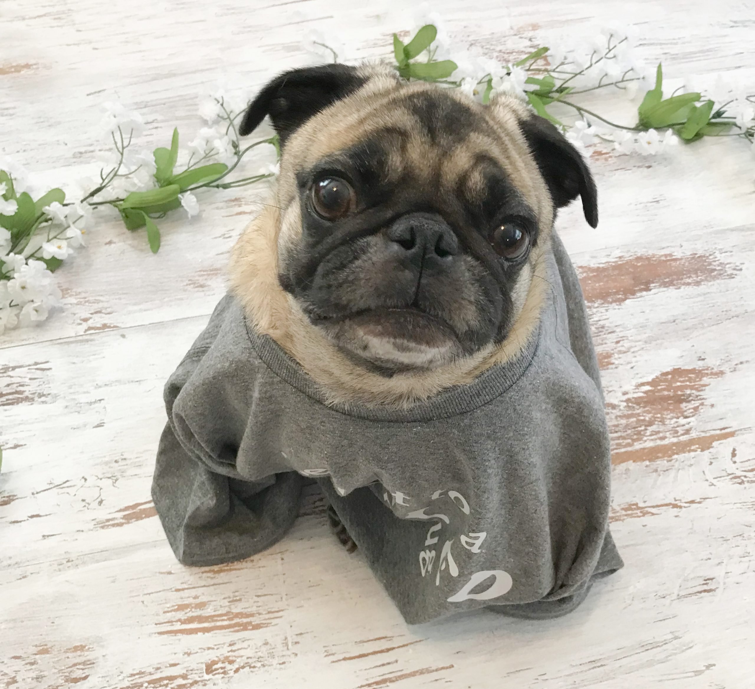 “Coming up” at Pugpalooza!