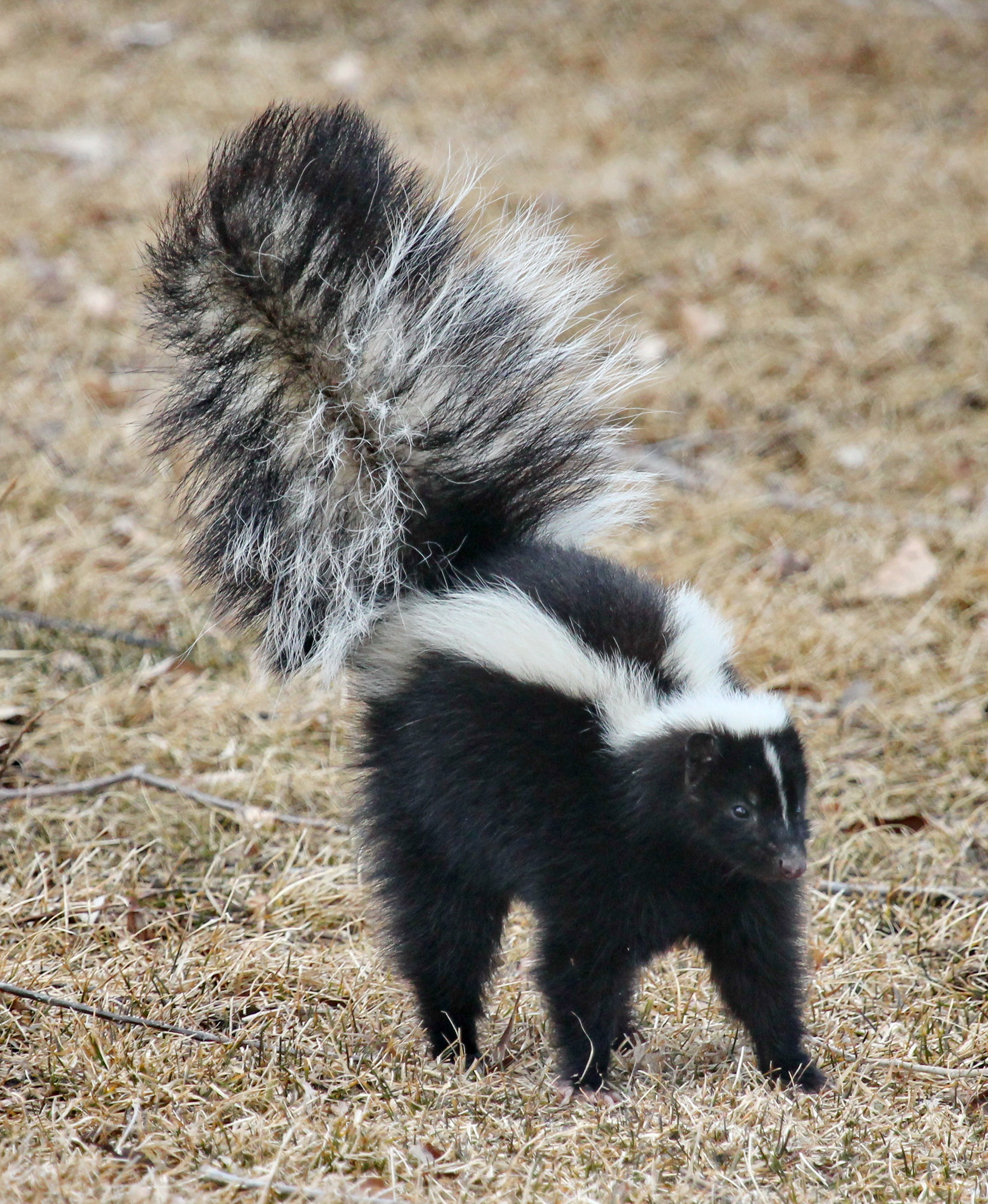 That Stinks! What to Do If Your Dog Gets Sprayed by a Skunk