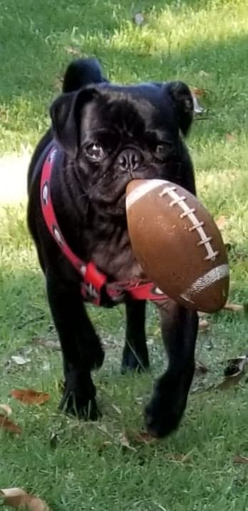 Harpo playing backyard football