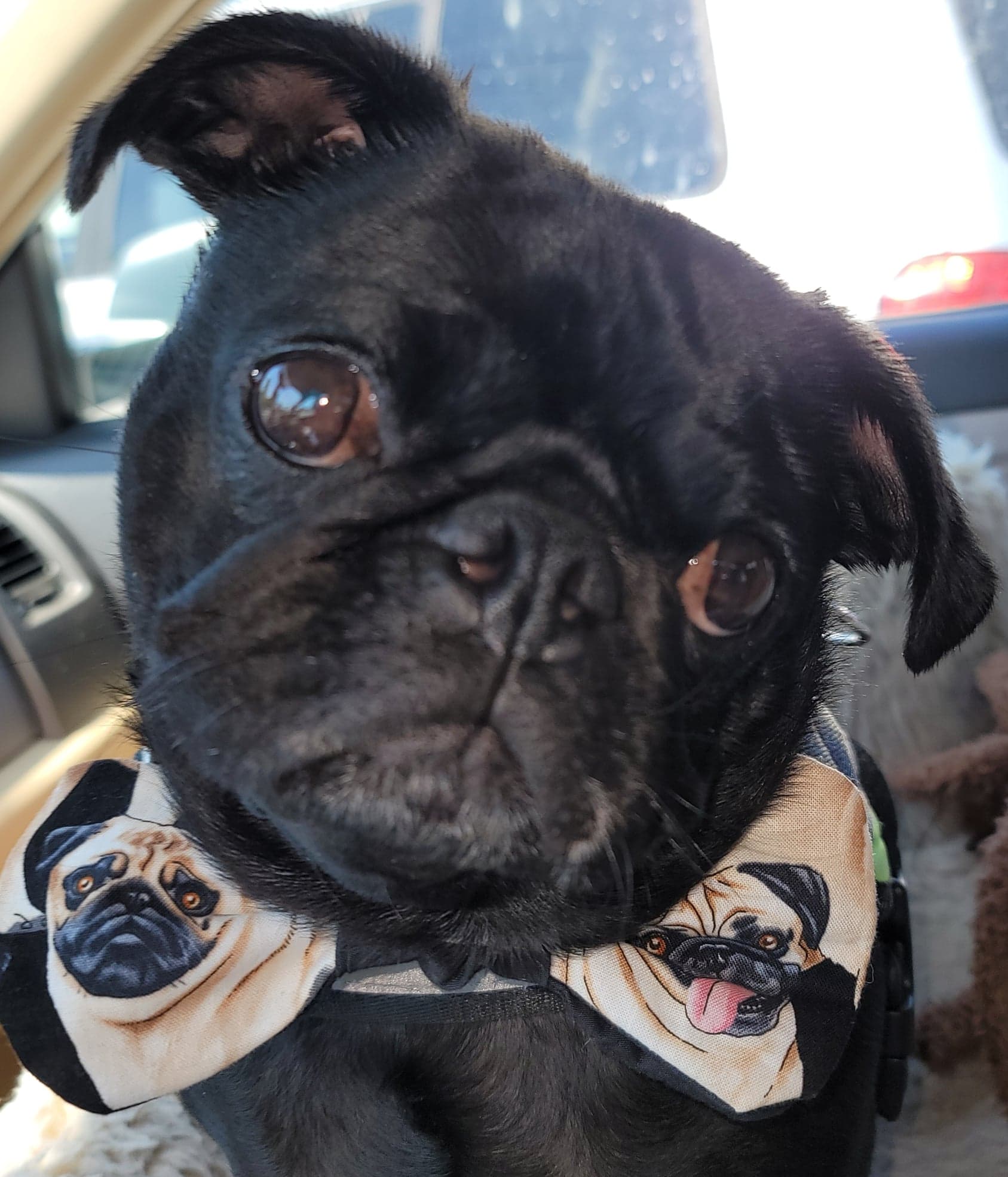 Meet Pugpalooza’s Pug of the Month: “Harpo”