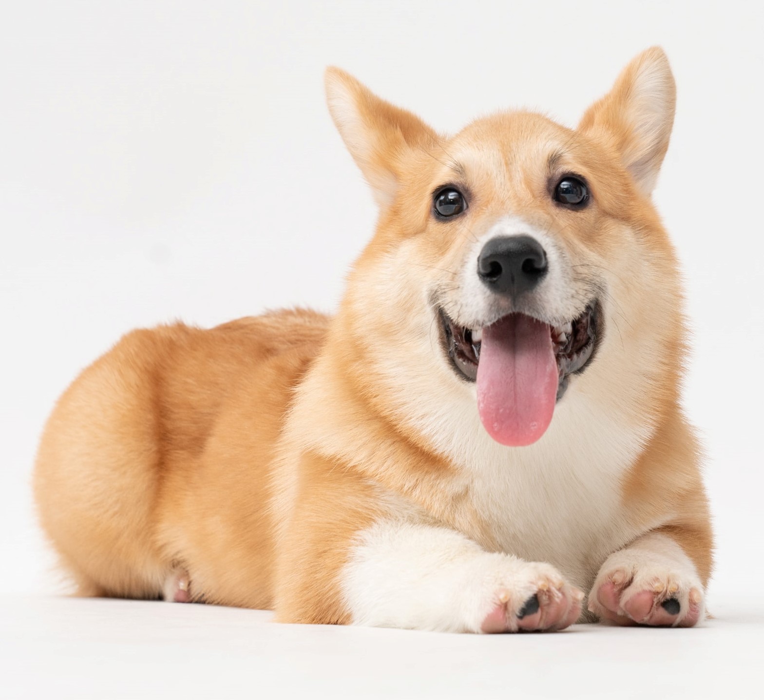 Late Queen Loved Her Welsh Corgis